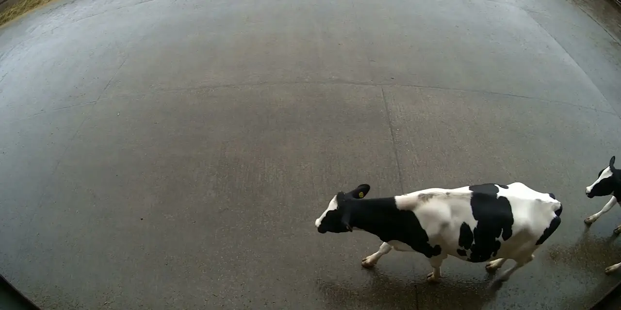 Yüksekten bakan bir çiftlik kamerasından görüntü: ıslak beton avluda yürüyen siyah beyaz bir Holstein inek.
