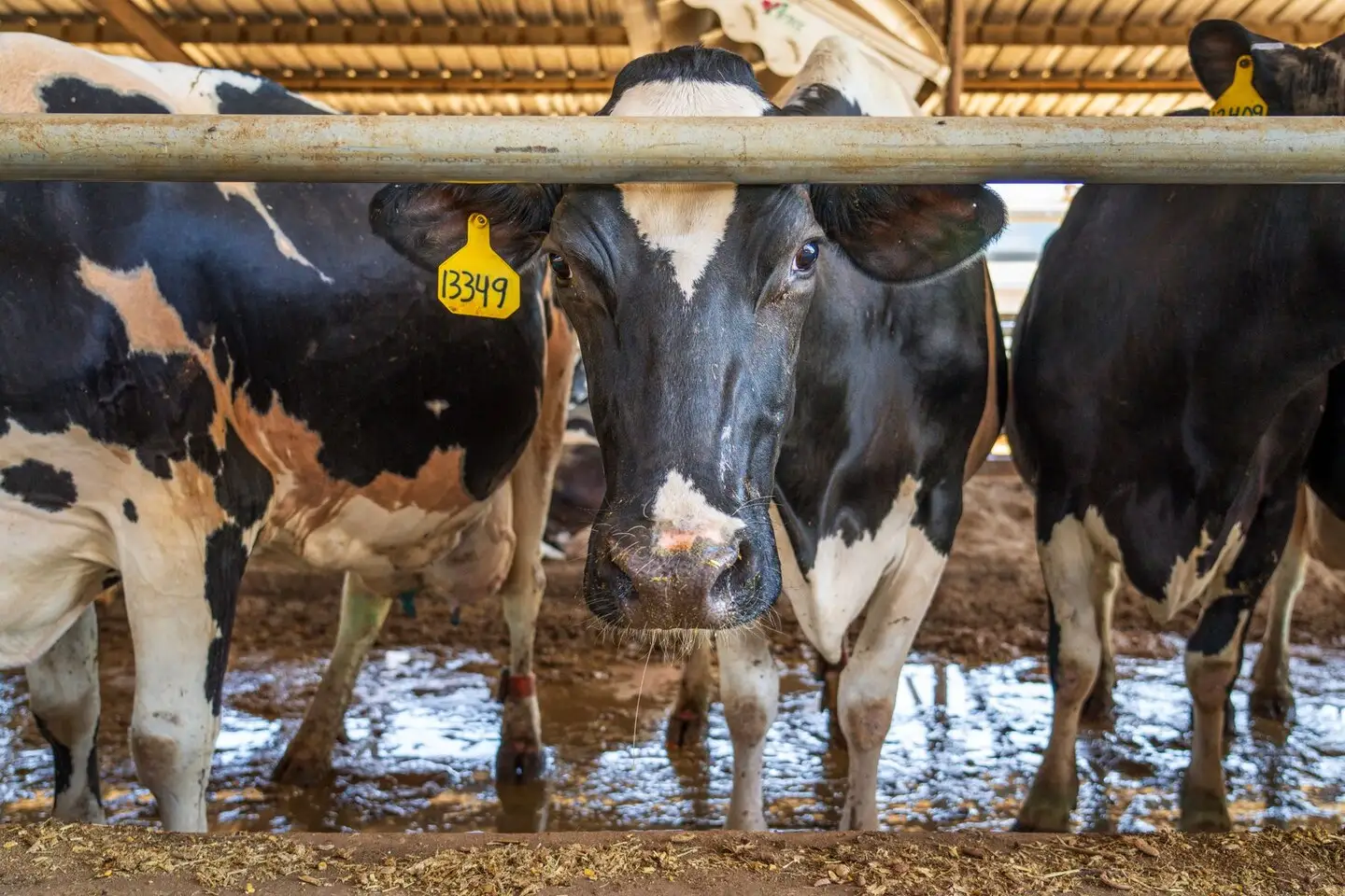 Yem bariyerinden bakan, küpeleri görünen bir grup Holstein inek.